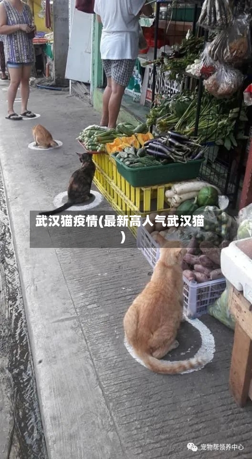 武汉猫疫情(最新高人气武汉猫)